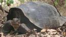 Giant Galapagos Islands tortoise