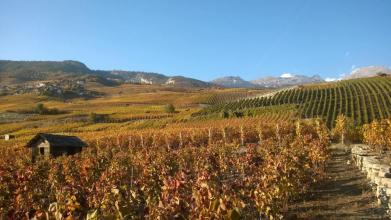 Valais Vineyards - Sierre